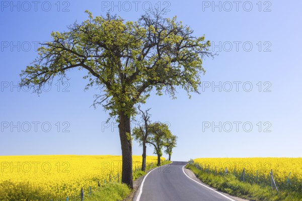 Small country road with fruit trees between flowering rape fields (Brassica napus) near Marsdorf,