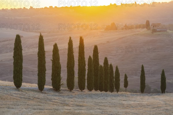 Cypress tres in a typical Tuscan landscape in Val d'Orcia with hills at sunrise in summer, Tuscany,