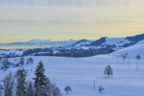 Snowy hilly landscape at sunrise with groups of trees and mountains in the background, Menzingen,