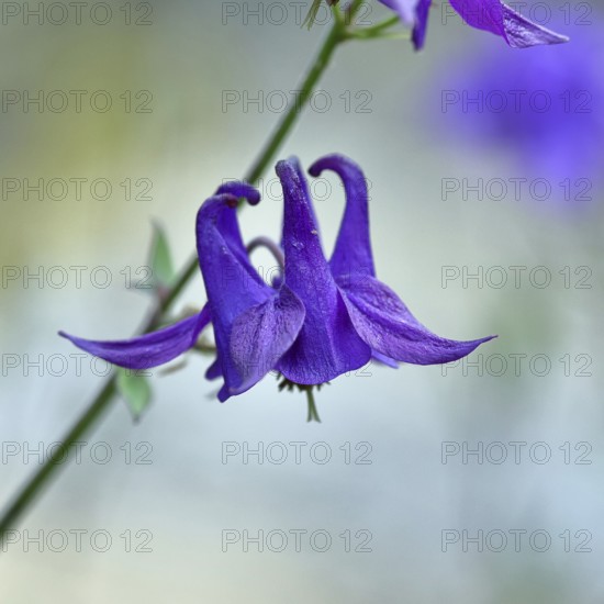 Columbine (Aquilegia vulgaris), blue flower at the edge of a forest, Wilnsdorf, North