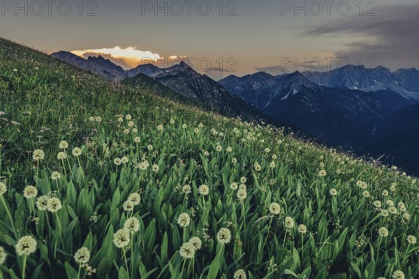 Hiking tour on the Hönig mountain in the Lechtal valley near Berwang in Tyrol, Austria, Europe