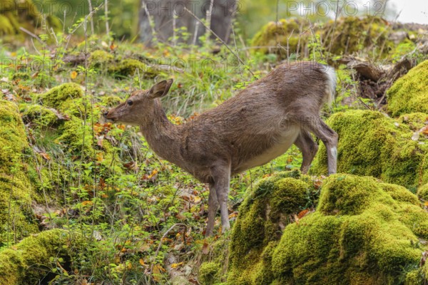 A female sika deer (Cervus nippon) stands on a meadow in hilly terrain at the edge of a forest and