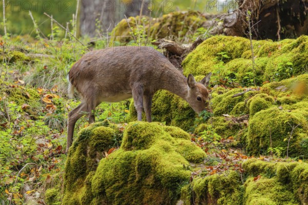 A female sika deer (Cervus nippon) stands on a meadow in hilly terrain at the edge of a forest and