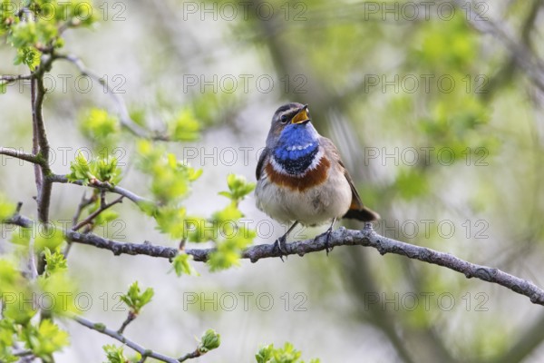 Bluethroat (Luscinia svecica cyanecula), adult male, singing and displaying in its breeding