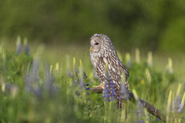 One Ural owl (Strix uralensis) sitting on a branch lying in a field of flowering lupines in late