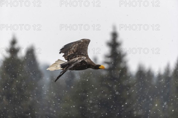 One young Steller's sea eagle (Haliaeetus pelagicus) flying over a lake while snow is falling. A