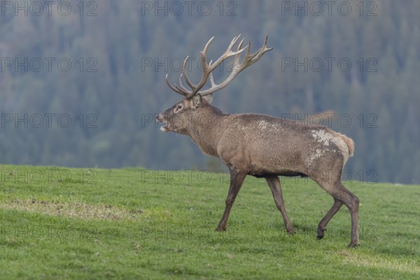 One Red Deer stag (Cervus elaphus) at the rutting season, walking over a meadow, calling. A forest