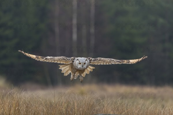 One Siberian Eagle Owl (Bubo bubo sibiricus) landing on a rock between tall reed grass lakeshore on
