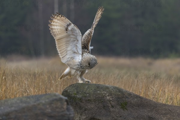 One Siberian Eagle Owl (Bubo bubo sibiricus) landing on a rock between tall reed grass lakeshore on