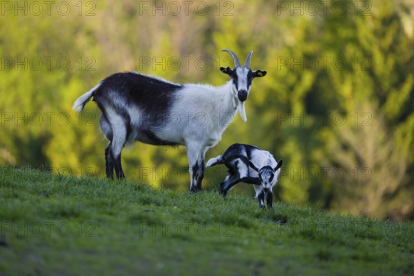 A female peacock goat (Capra aegagrus f. hircus) with her young is standing on a fresh green meadow