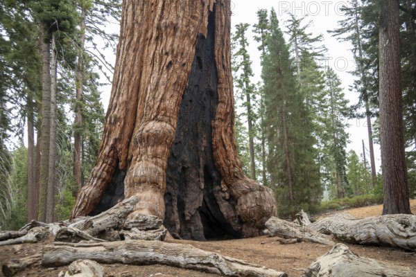 Yosemite National Park, California - The The 'Grizzly Giant' in the Mariposa Grove of Giant