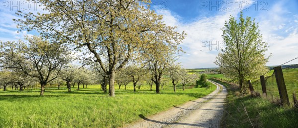 Field path through rural landscape in spring, blossoming cherry trees on orchard, Freyburg,