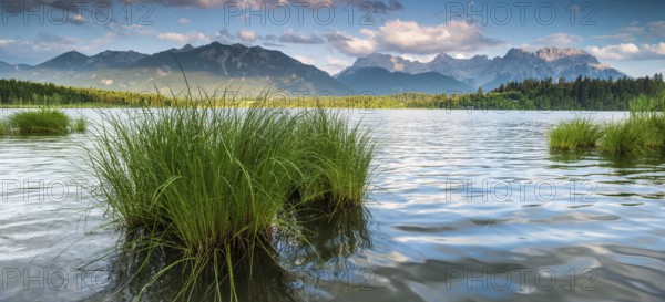Evening mood at Barmsee with reeds, view of the Karwendel mountains, Krün, Bavaria, Germany, Europe