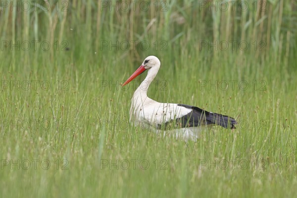 White stork (Ciconia ciconia) foraging in a marshy meadow, Wildlife, Lembruch, Ochsen Moor, Dümmer