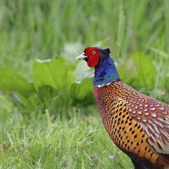 Pheasant, hunting pheasant (Phasianus colchicus), adult male bird in a meadow, animal portrait,