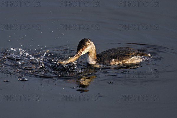 Slavonian grebe (Podiceps auritus), adult, in a white plumage, winter plumage, swimming with a fish