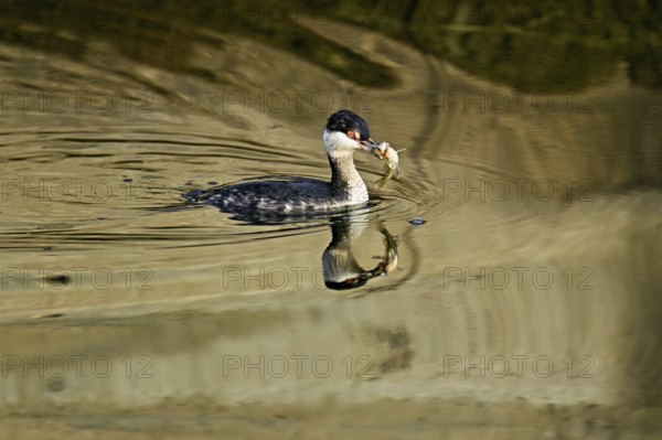 Slavonian grebe (Podiceps auritus), adult, in a white plumage, winter plumage, swimming with a fish