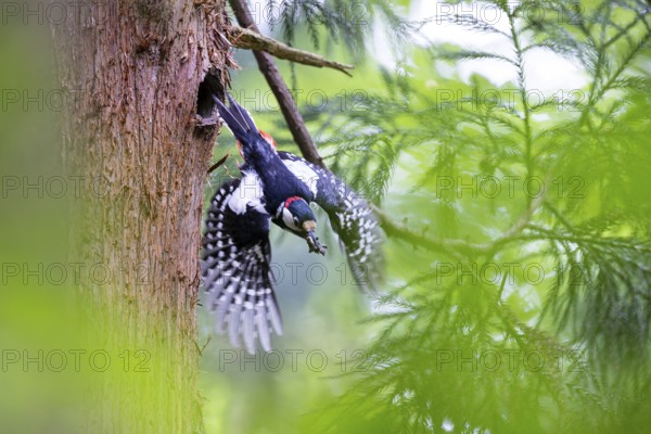 Great spotted woodpecker (Dendrocopos major), male flies out of the nesting cavity with droppings