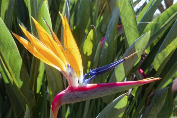 Strelizia or parrot flower (Strelitzia reginae), Botanical Garden, Jardim Botanico da Madeira,