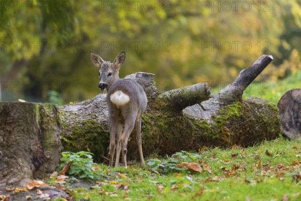One young Roe Deer doe, (Capreolus capreolus), stands on a meadow in front of a fallen tree trunk.