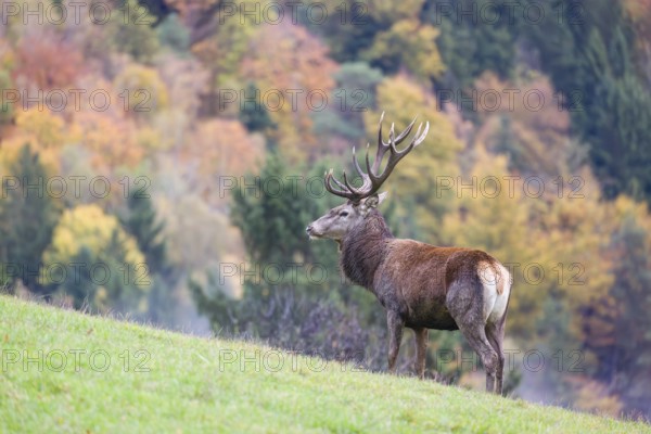 A red deer stag (Cervus elaphus) is standing in a meadow in hilly terrain. A forest with autumn