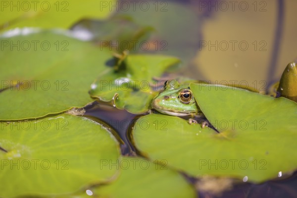 A common water frog, Pelophylax kl. esculentus, resting in the water close to a waterlilly,