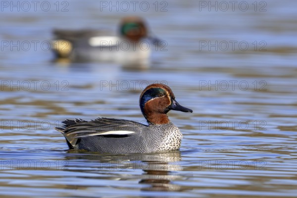 Eurasian teal, common teal, Eurasian green-winged teal (Anas crecca) two adult males swimming in