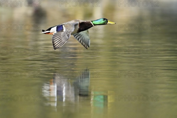 Mallard (Anas platyrhynchos), drake in flight, Flachsee, nature reserve, Reusstal, Canton Aargau,