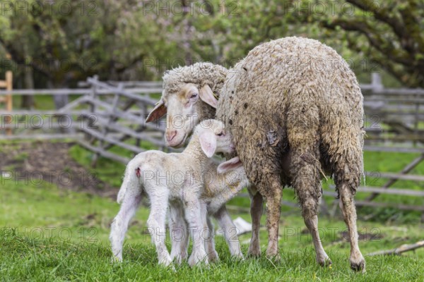Sheep and young of the Württemberger breed, also known as Merinoland sheep. Sheep pasture on the