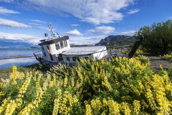 Lupinus albus fishing boat surrounded by yellow flowering lupines on the beach, Lago General