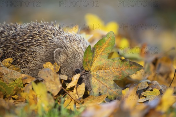 European hedgehog (Erinaceus europaeus) adult animal on an urban garden grass lawn with fallen