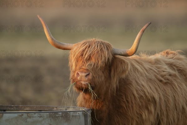 Highland cattle or cow (Bos taurus taurus) adult farm animal eating hay from a trough, England,