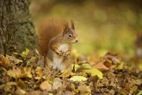 Eurasian squirrel (Sciurus vulgaris), standing upright between autumn leaves at the foot of a tree,