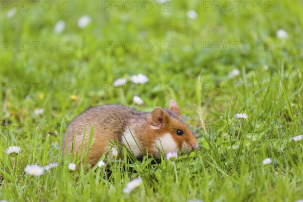 A European hamster (Cricetus cricetus), Eurasian hamster, black-bellied hamster or common hamster,