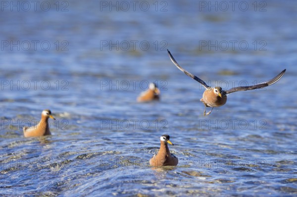 Red phalarope, grey phalarope (Phalaropus fulicarius) males and females in breeding plumage in