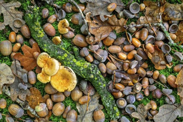 Pedunculate oak (Quercus robur) close-up of fallen acorns, nuts under English oak tree on the