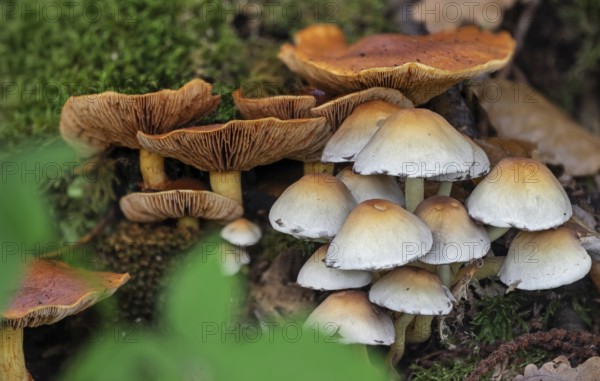 Sulphur tuft, clustered woodlover (Hypholoma fasciculare) and spectacular rustgill (Gymnopilus