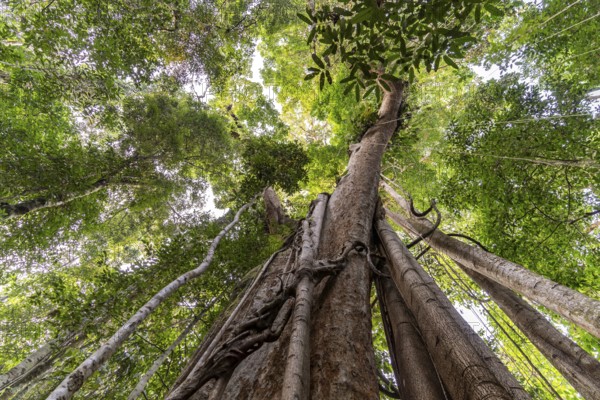 Ancient jungle giant Makayuk, The Old Tree in the jungle of the island of Ko Kut or Koh Kood in the