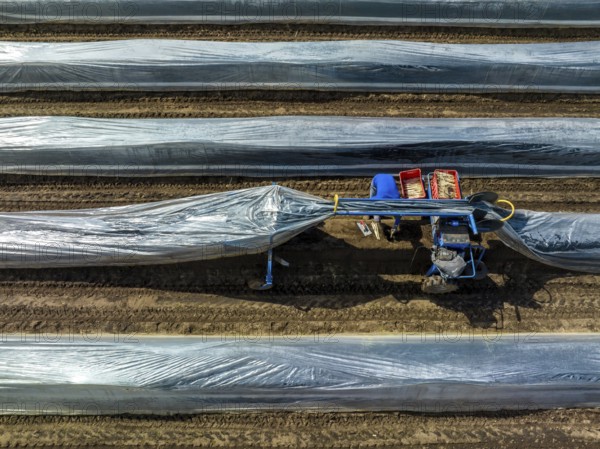 Wesel, North Rhine-Westphalia, Germany, Harvest workers from Eastern Europe harvest the first