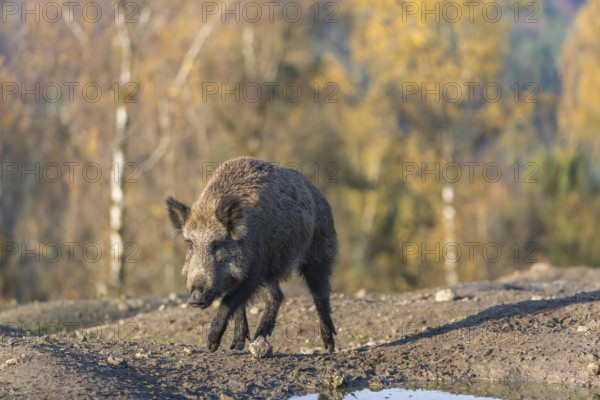 One wild boar or wild pig (Sus scrofa), walking over a muddy opening searching for food, with an
