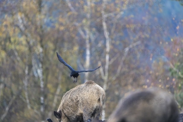 One wild boar or wild pig (Sus scrofa), walking over an opening searching for food. A western