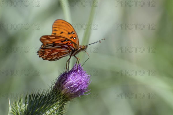 Butterfly of the species Gulf fritillary (or Dione vanillae) on a thistle, Buenos Aires, Argentina,