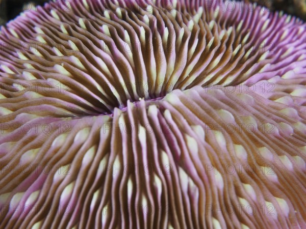 Detailed close-up of a pink mushroom coral (Fungia fungites), stony coral, with wavy patterns, dive