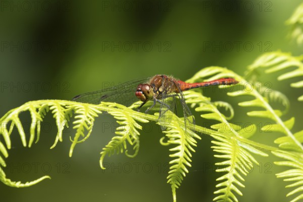 Common darter dragonfly (Sympetrum striolatum) adult male insect on a Bracken plant leaf in the