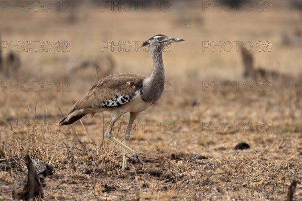 Giant bustard, kori bustard (Ardeotis kori), adult, running, foraging, alert, Kruger National Park,