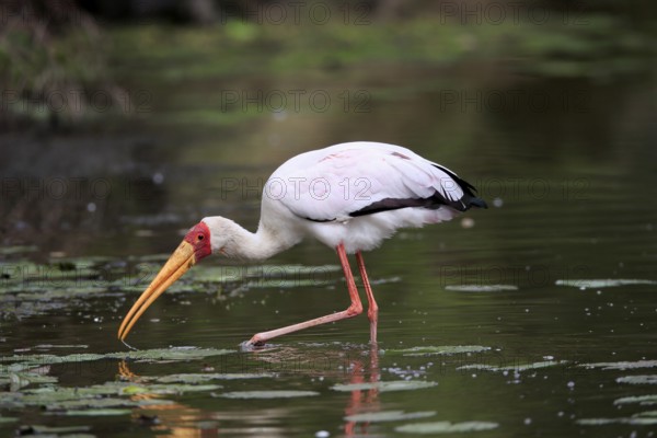 Glutton (Mycteria ibis), adult, in the water, foraging, Kruger National Park, Kruger National Park,