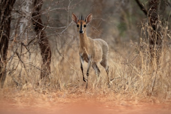 Crowned duiker (Sylvicapra grimmia), adult, male, foraging, Kruger National Park, Kruger National