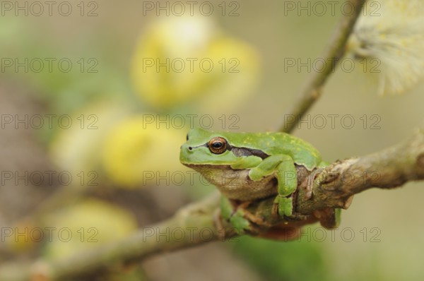 A green frog on a branch, yellow flowers slightly blurred in the background, European tree frog