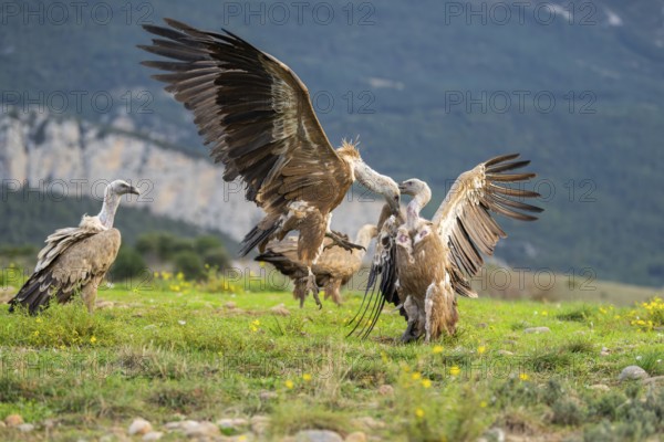 Griffon Vultures (Gyps fulvus) fighting on a flowering meadow in autumn, Pyrenees, Catalonia,