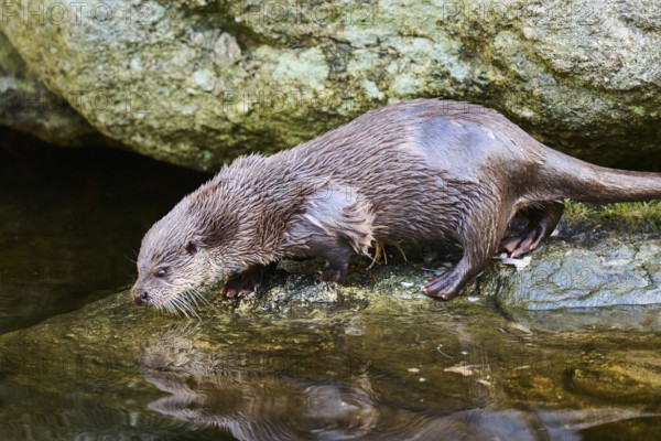 Eurasian otter (Lutra lutra) on the shore of a little lake in the bavarian forest, Bavaria,